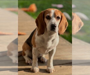 Beagle Dogs for adoption in Alexander, AR, USA