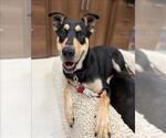 Small #1 German Shepherd Dog Mix