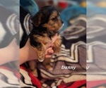 Small Photo #6 Shorkie Tzu Puppy For Sale in SCOTTSDALE, AZ, USA