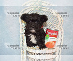 Small #13 Maltipoo