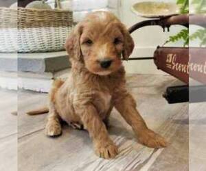 Goldendoodle-Poodle (Standard) Mix Puppy for sale in NARVON, PA, USA