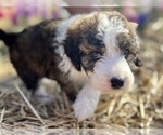 Small Photo #10 Bordoodle Puppy For Sale in GUTHRIE, OK, USA