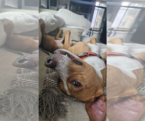 Oriole - Male American Staffordshire Terrier-Labrador Retriever Mix Dog for Adoption - Photo #5