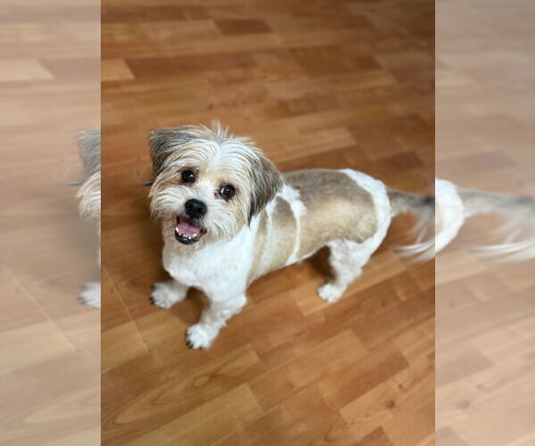 Medium Photo #1 Shih Apso Puppy For Sale in Phoenix, AZ, USA