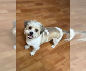 Shih Apso Dogs for adoption in Phoenix, AZ, USA