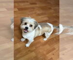Small Shih Apso