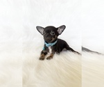 Small #1 Chihuahua