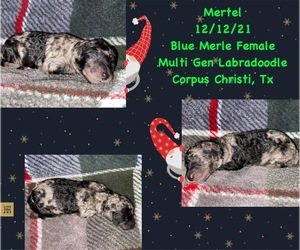 Labradoodle Puppy for sale in CORPUS CHRISTI, TX, USA