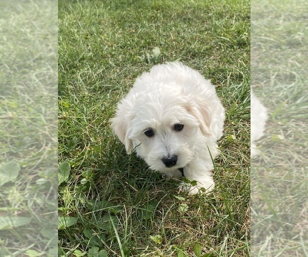 Medium Photo #3 Bichon Frise Puppy For Sale in CANOGA, NY, USA
