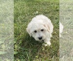 Small #2 Bichon Frise