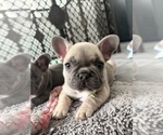 Small #3 French Bulldog
