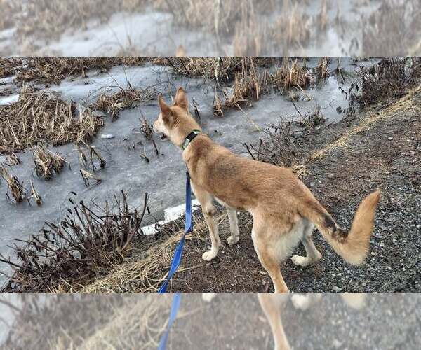 Medium Photo #7 Collie-German Shepherd Dog Mix Puppy For Sale in Sebec, ME, USA