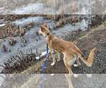 Small #6 Collie-German Shepherd Dog Mix
