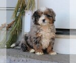 Small #2 Bernedoodle (Miniature)