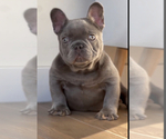 Small Photo #9 French Bulldog Puppy For Sale in GLENDALE, CA, USA