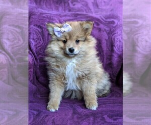 Pomeranian Puppy for sale in CHRISTIANA, PA, USA