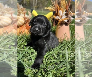 Labrador Retriever Puppy for Sale in NEOLA, West Virginia USA