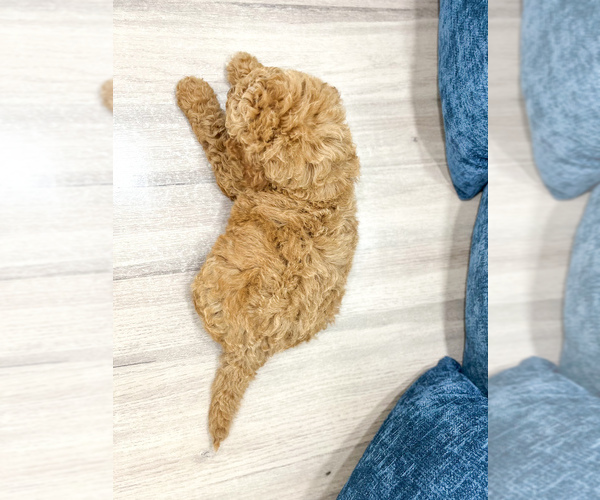 Medium Photo #4 Miniature Labradoodle Puppy For Sale in MILLERSBURG, OH, USA