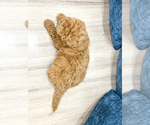 Small #3 Miniature Labradoodle