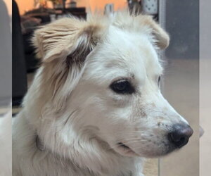 Juniper - Female Great Pyrenees-Unknown Mix Dog for Adoption - Photo #18
