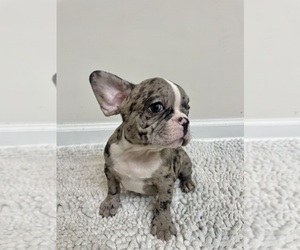 French Bulldog Puppy for sale in CHARLESTON, SC, USA