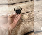 Small Photo #5 Pug Puppy For Sale in BRIDGEPORT, CT, USA
