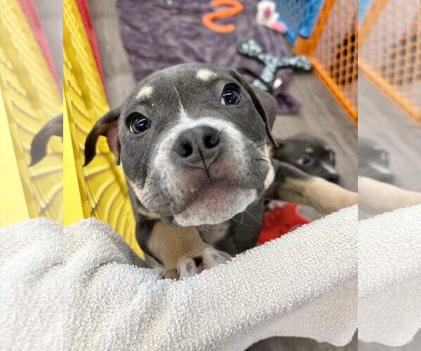 Medium Photo #2 Mutt Puppy For Sale in Techny, IL, USA