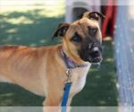 Small #3 German Shepherd Dog-Mastiff Mix