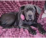 Small #5 Cane Corso