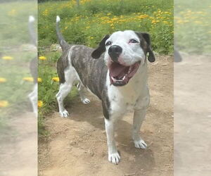 American Pit Bull Terrier-Staffordshire Bull Terrier Mix Dogs for adoption in Lexington, SC, USA