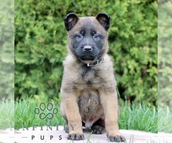 Medium Photo #3 Belgian Malinois Puppy For Sale in RONKS, PA, USA