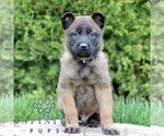 Small #2 Belgian Malinois