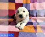 Small Photo #36 Golden Retriever Puppy For Sale in AIKEN, SC, USA