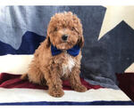 Small Photo #5 Cavachon-Poodle (Miniature) Mix Puppy For Sale in LANCASTER, PA, USA
