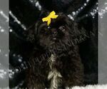 Small #4 Shih Tzu