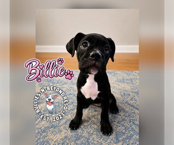 Medium Photo #7 Boxer-Unknown Mix Puppy For Sale in Omaha, NE, USA
