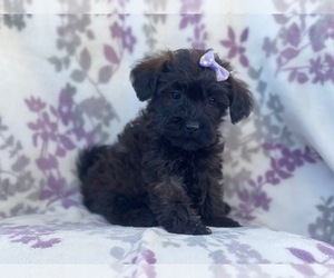 Poodle (Miniature)-Shorkie Tzu Mix Puppy for sale in LAKELAND, FL, USA