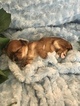 Small Photo #3 Yorkshire Terrier Puppy For Sale in KYLE, TX, USA