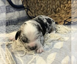 Aussiedoodle Miniature Puppy for sale in DOSS, MO, USA