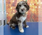 Puppy Snickers Aussiedoodle