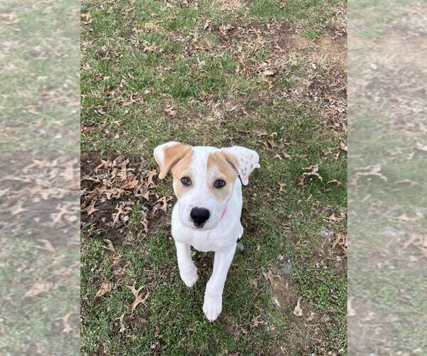 Medium Photo #3 American Pit Bull Terrier-Unknown Mix Puppy For Sale in Evansville, IN, USA