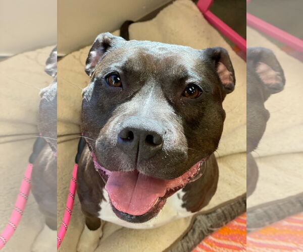 Medium Photo #5 American Pit Bull Terrier Puppy For Sale in Techny, IL, USA