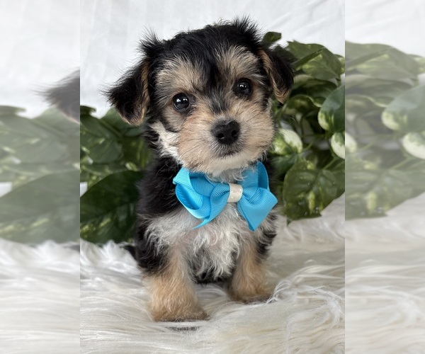 Medium Photo #16 Morkie Puppy For Sale in ROCK STREAM, NY, USA