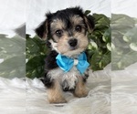 Small #15 Morkie