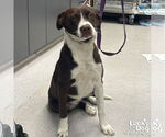 Small #2 Lab-Pointer