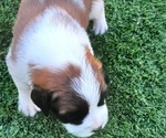 Small Photo #4 Saint Bernard Puppy For Sale in EDINBURG, PA, USA