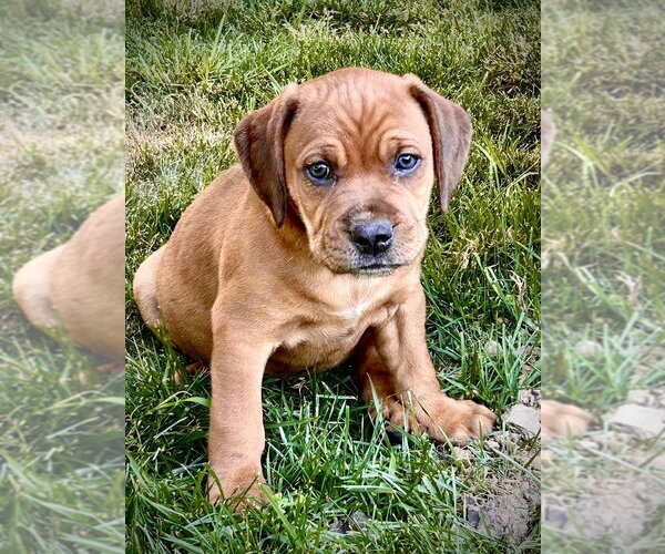 Medium Photo #1 Mutt Puppy For Sale in Mooresville, NC, USA