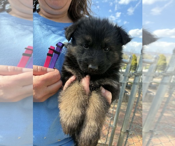 Medium Photo #26 German Shepherd Dog Puppy For Sale in NEWVILLE, PA, USA