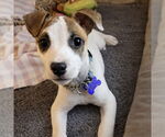 Small #3 Feist Terrier-Jack Russell Terrier Mix