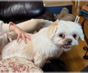 Shih Tzu-Unknown Mix Dogs for adoption in Boonton, NJ, USA